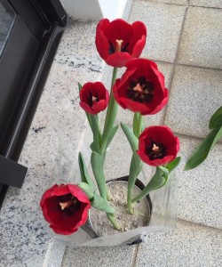 Tulipas abertas