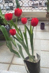 Tulipas abrindo