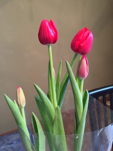 Tulipa fechada