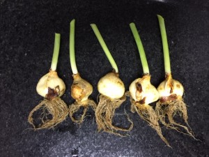 Bulbo da tulipa
